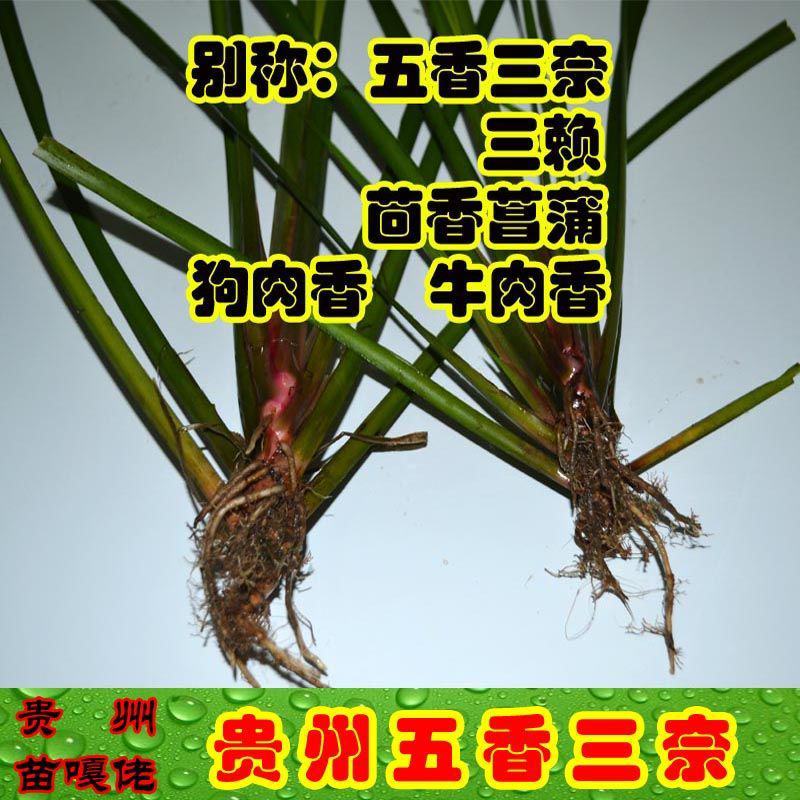 贵州五香草随手香三奈山赖茴香菖蒲牛肉香料连根发货种植苗圃