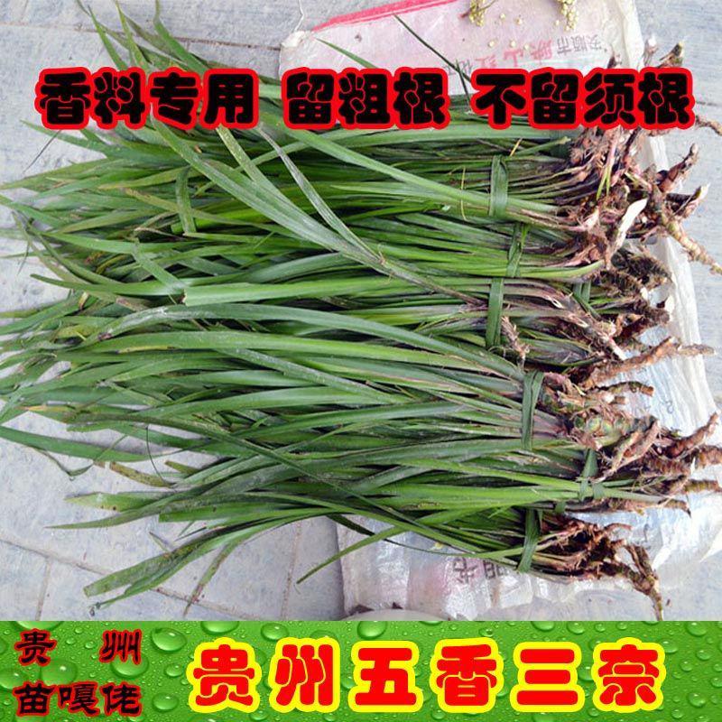 贵州五香草随手香三奈山赖茴香菖蒲牛肉香料连根发货种植苗圃