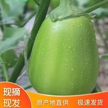 【精选】河南安阳青茄，原产地发，量大，品质保证！