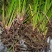 贵州五香草随手香三奈山赖茴香菖蒲牛肉香料连根发货种植苗圃