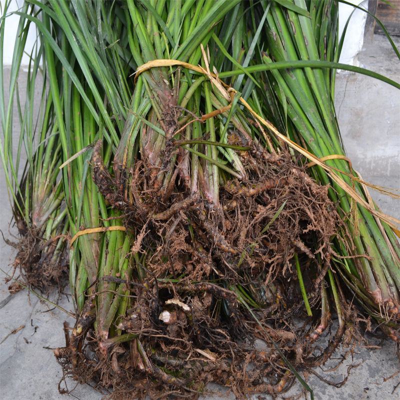贵州五香草随手香三奈山赖茴香菖蒲牛肉香料连根发货种植苗圃