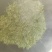 金银花五一期间父母在家采的纯野生金银花，太阳晒的。