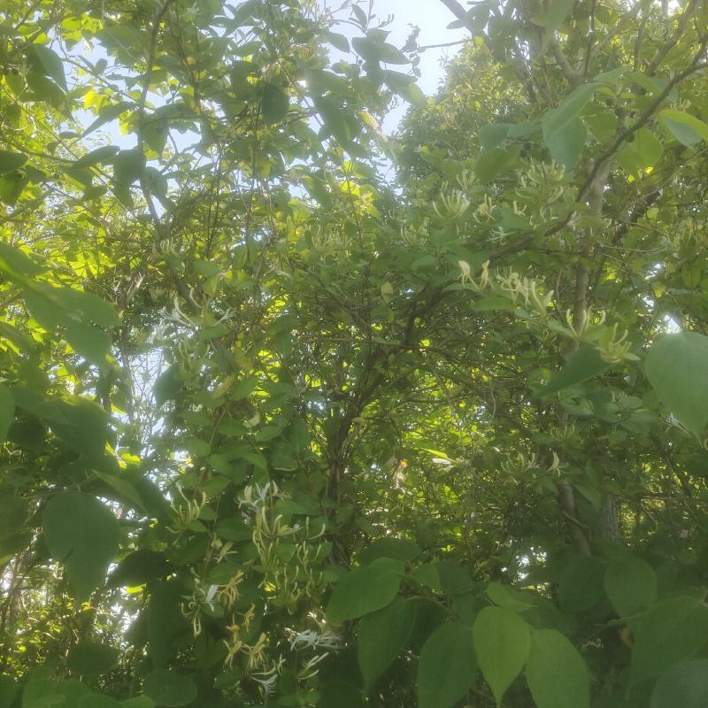 金银花五一期间父母在家采的纯野生金银花，太阳晒的。