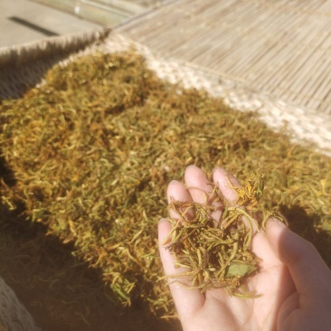 金银花五一期间父母在家采的纯野生金银花，太阳晒的。
