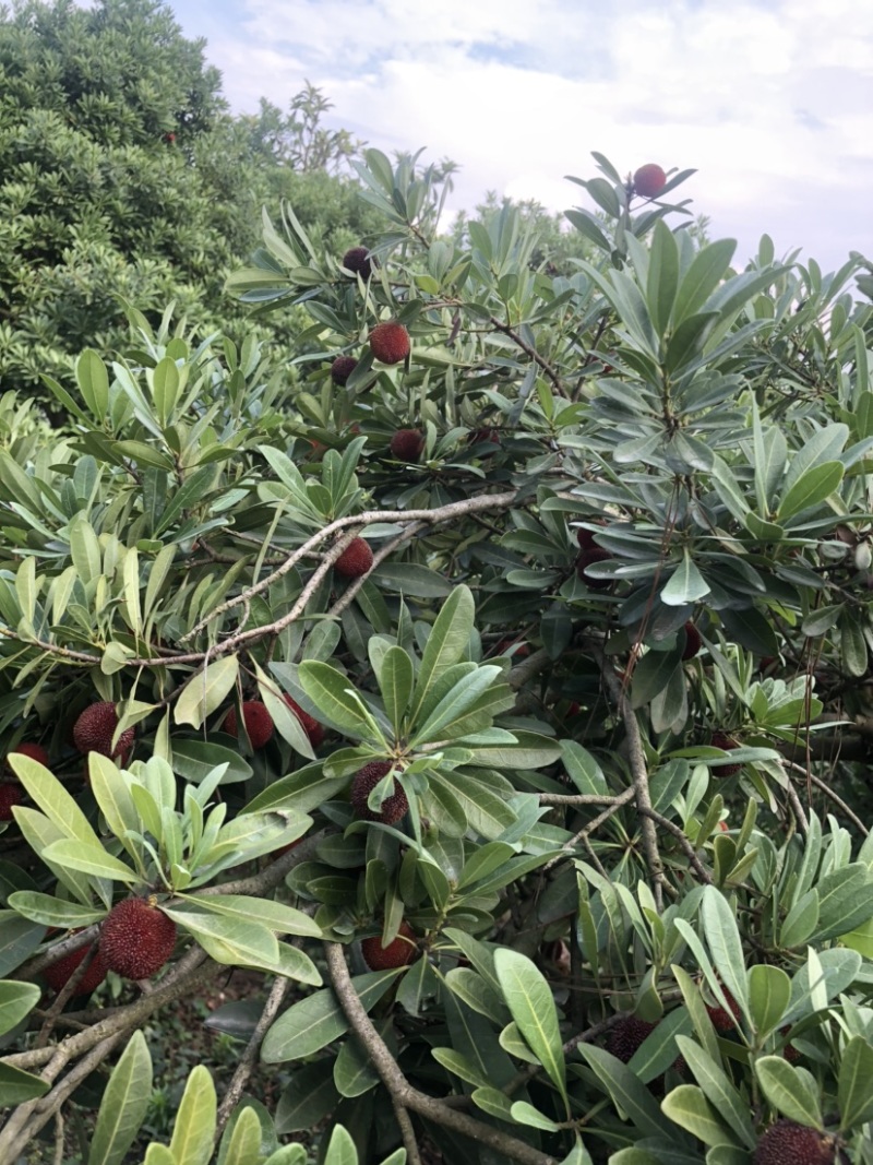 苏州东山乌紫杨梅