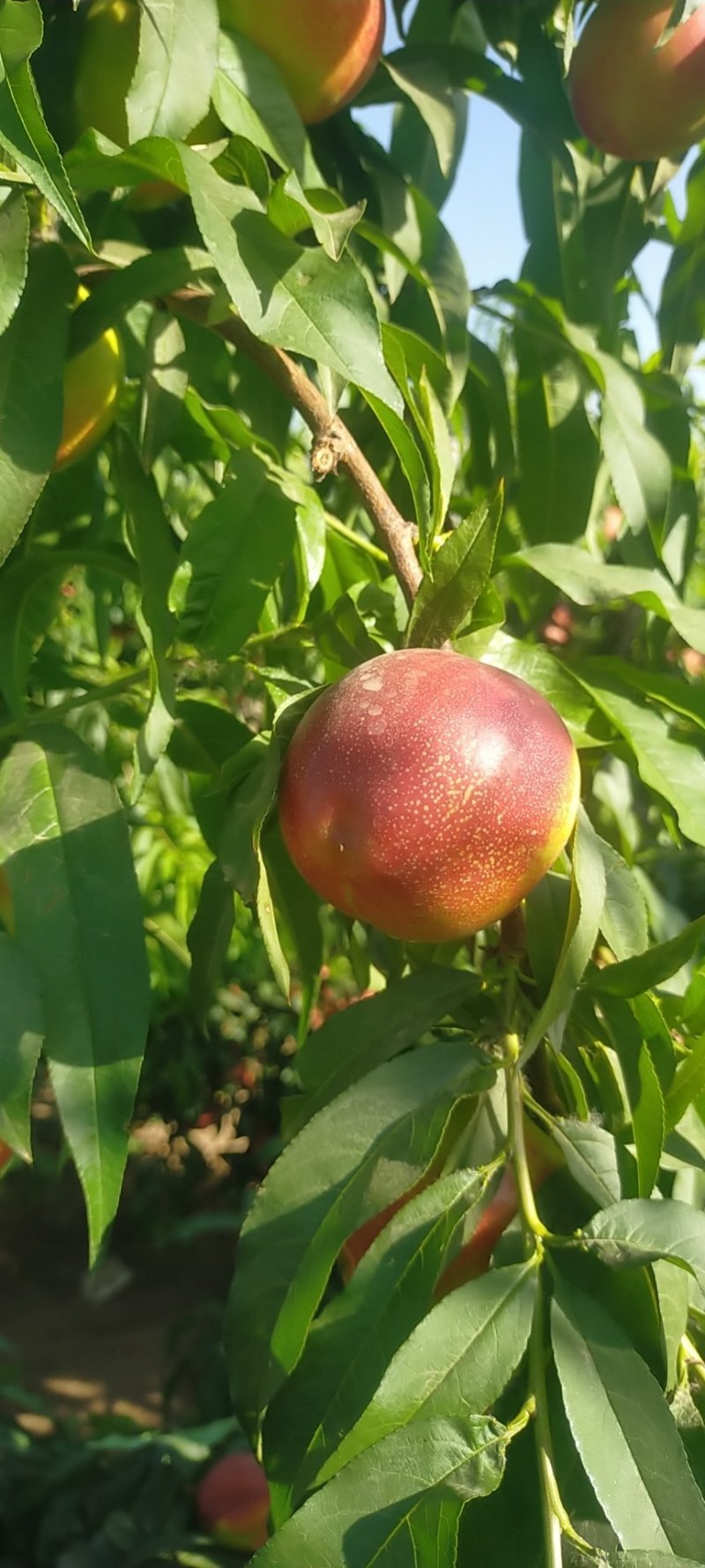 河南安阳露天油桃中油19