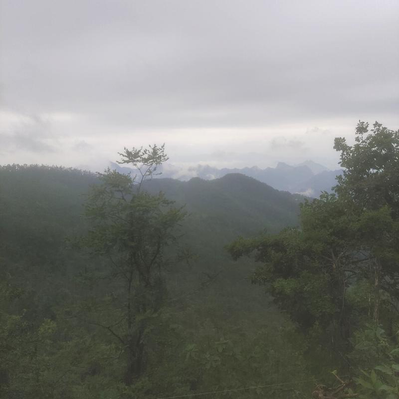 野生平盖灵芝树舍，深山里采的纯野生的，数量不多