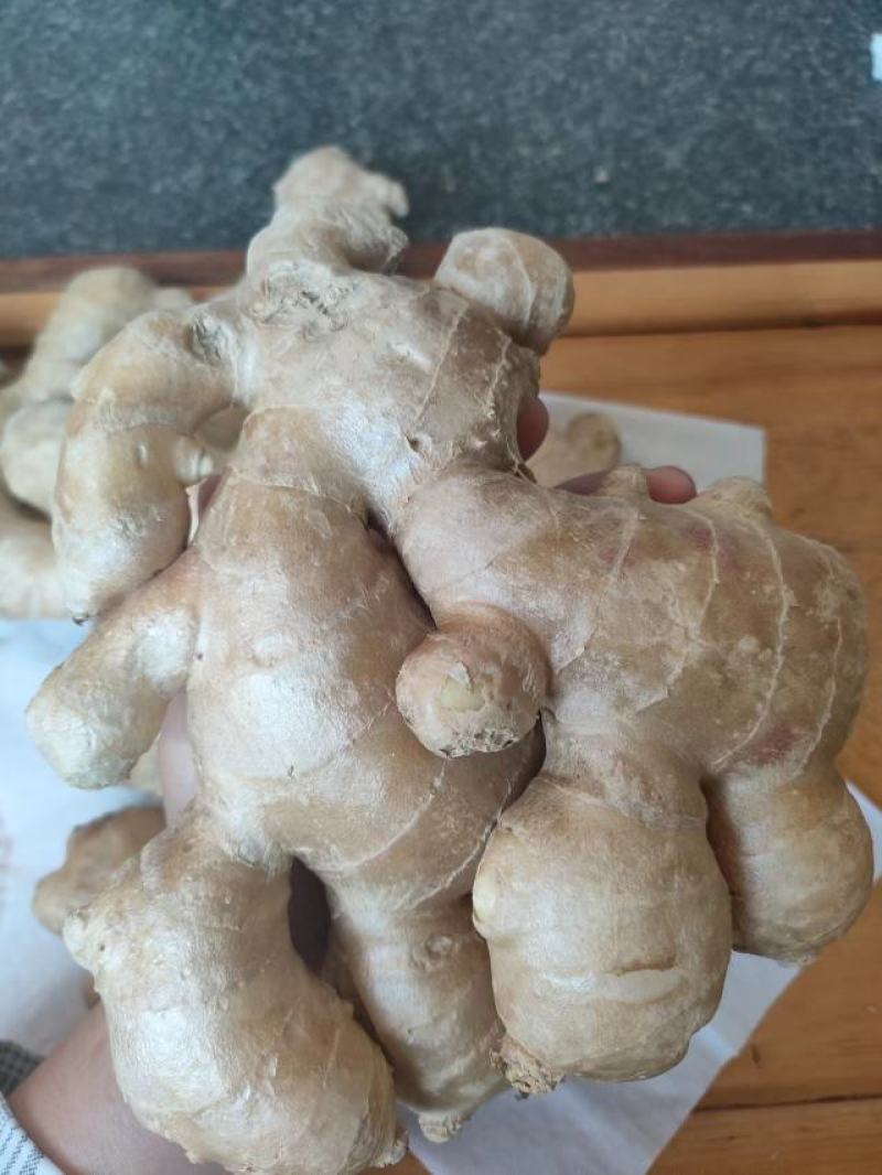 优质生姜，小黄姜高产量抗病能力强，一手货源量大质优全国发