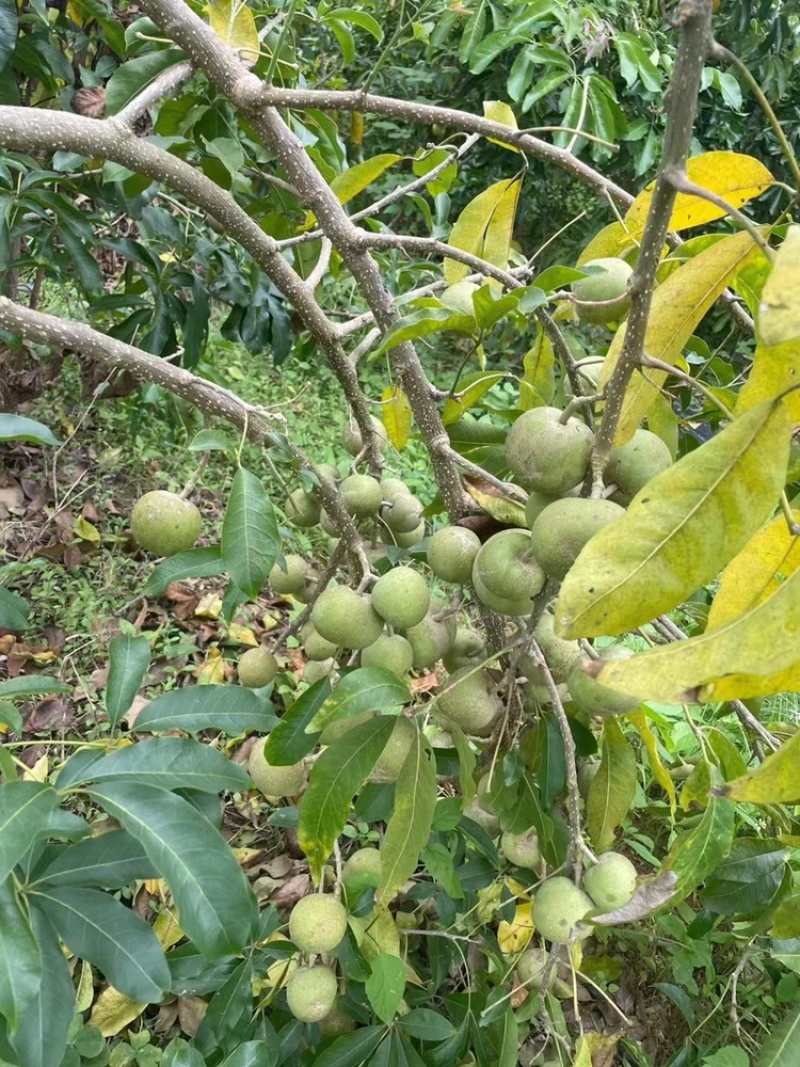 新鲜冰淇淋果种子冰淇淋白柿新鲜种子农场直发