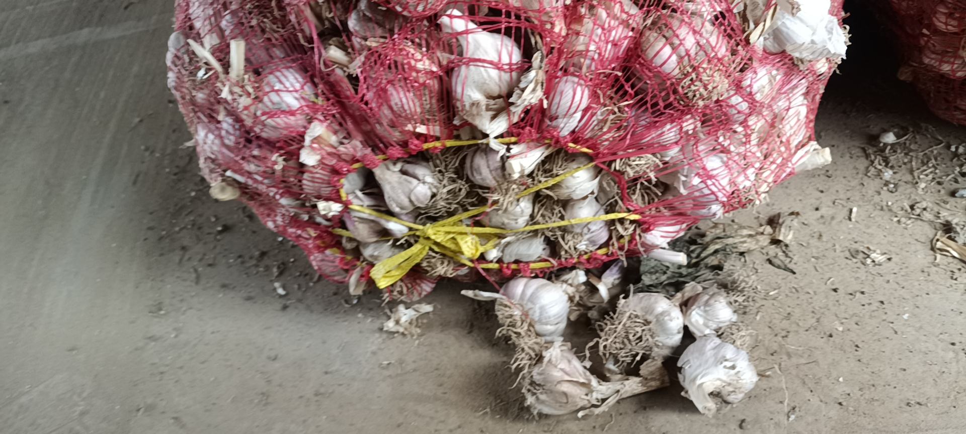 白皮蒜变质特征