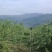 长弘李，8-10钱，1W斤