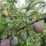 长弘李，8-10钱，1W斤