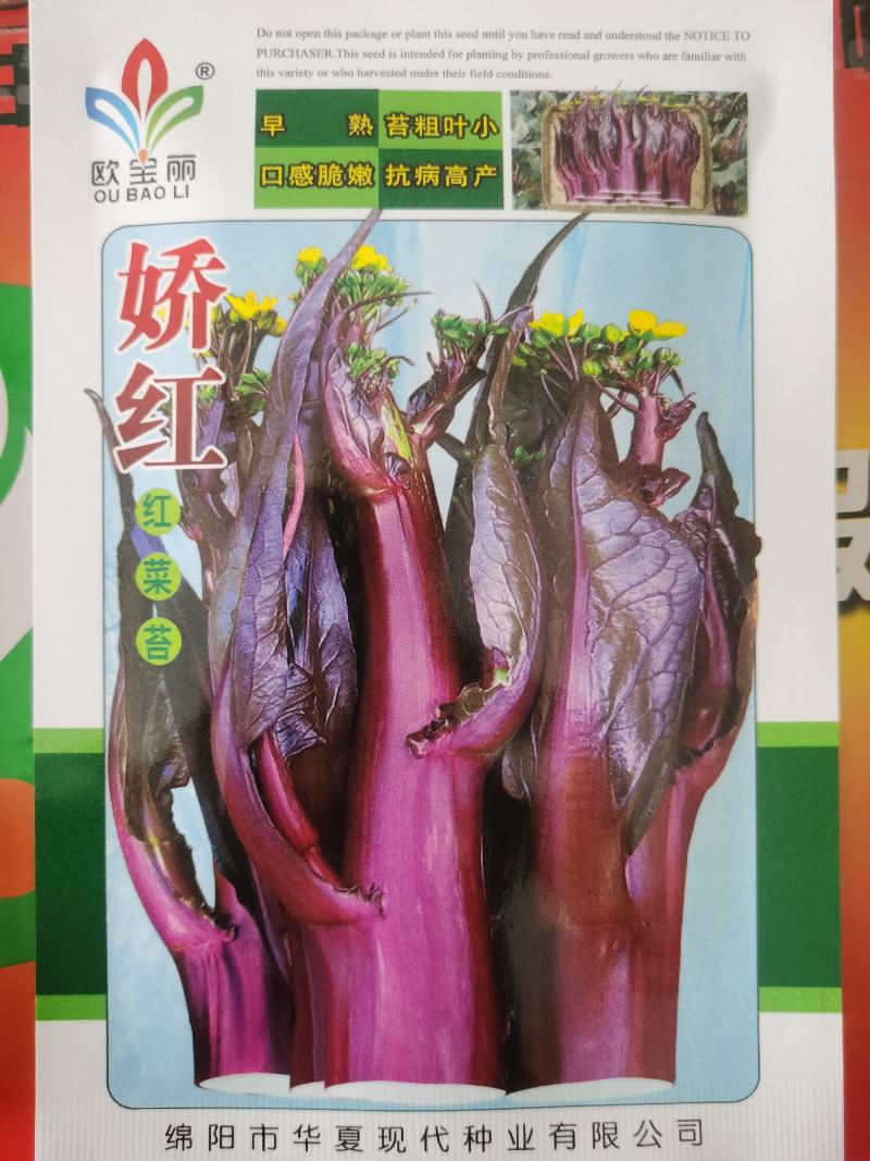 靓丽油绿甜菜心娇红菜心早熟口感好优质