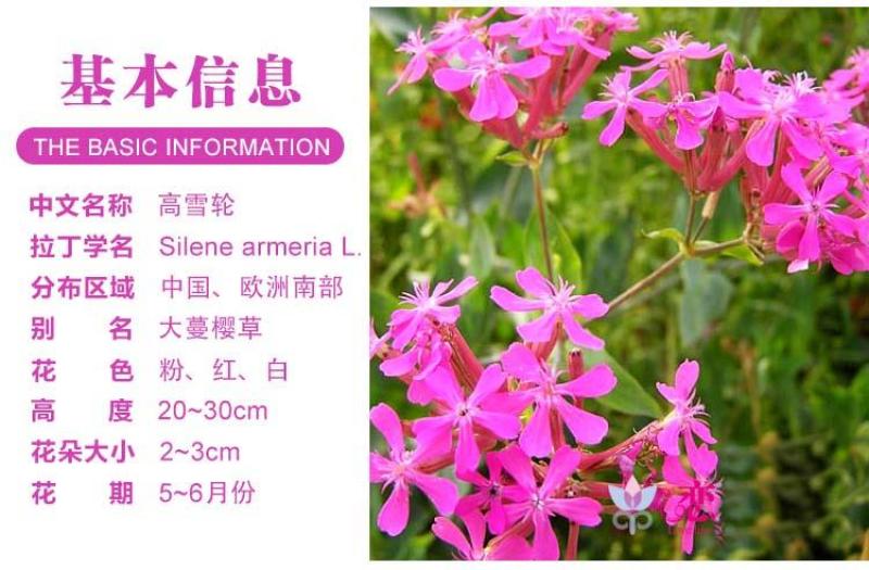 高雪轮种子高雪伦美人草耐寒耐旱四季矮雪轮种子室内阳台播种