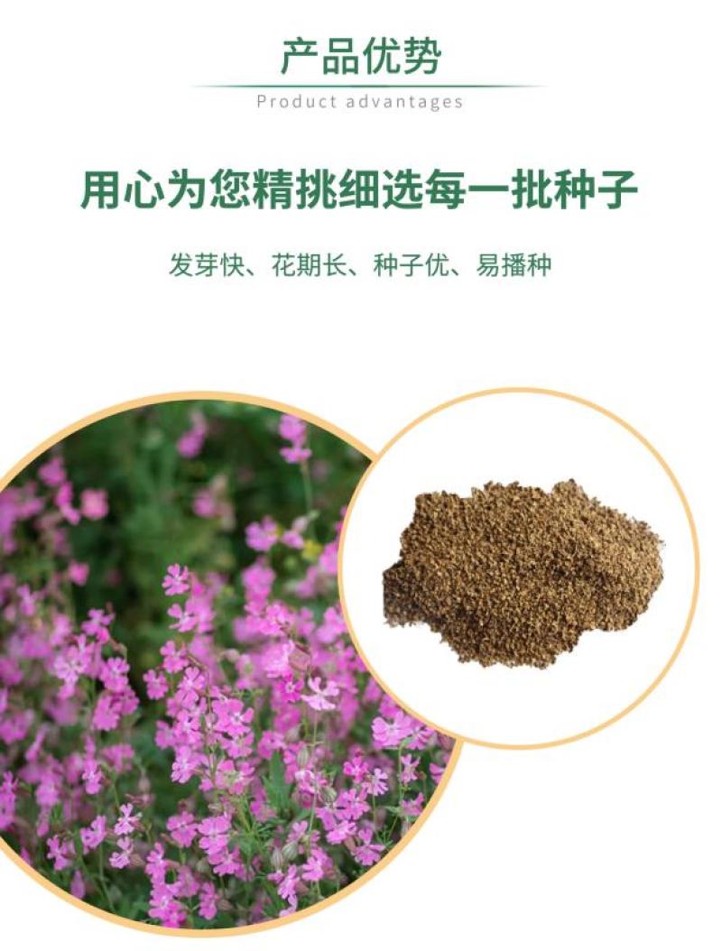 高雪轮种子高雪伦美人草耐寒耐旱四季矮雪轮种子室内阳台播种