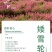 高雪轮种子高雪伦美人草耐寒耐旱四季矮雪轮种子室内阳台播种