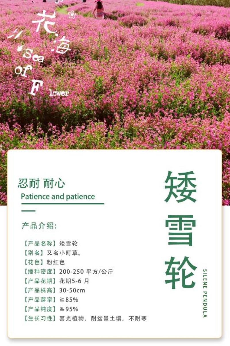 高雪轮种子高雪伦美人草耐寒耐旱四季矮雪轮种子室内阳台播种