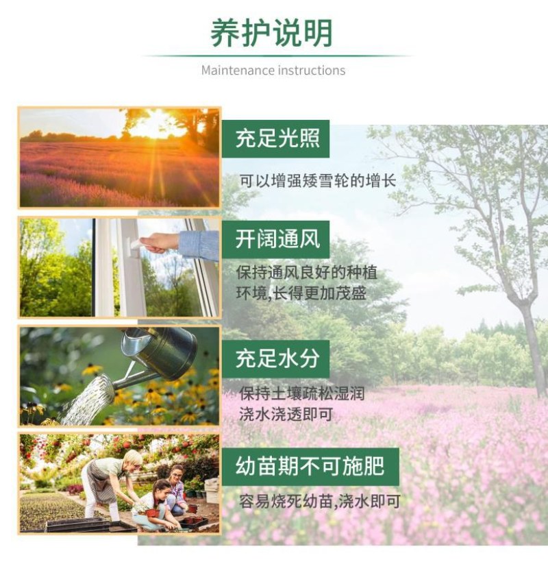 高雪轮种子高雪伦美人草耐寒耐旱四季矮雪轮种子室内阳台播种