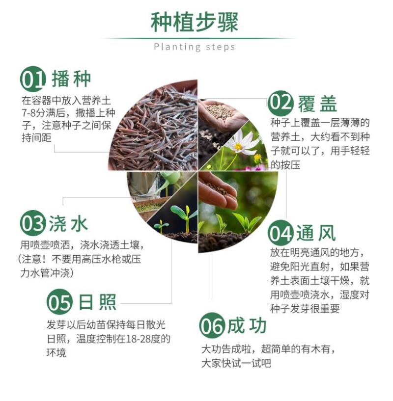 高雪轮种子高雪伦美人草耐寒耐旱四季矮雪轮种子室内阳台播种