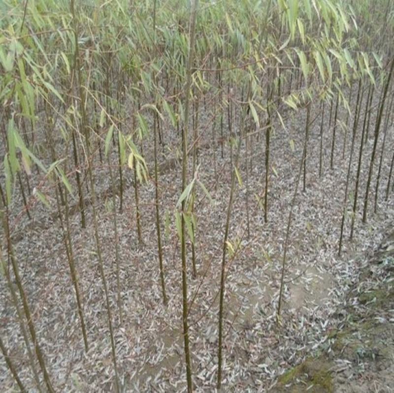 工程绿化河边垂柳小苗柳树耐寒垂杨垂柳皮苗树苗柳树苗青