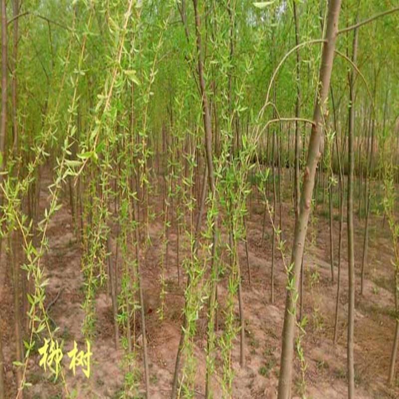 工程绿化河边垂柳小苗柳树耐寒垂杨垂柳皮苗树苗柳树苗青