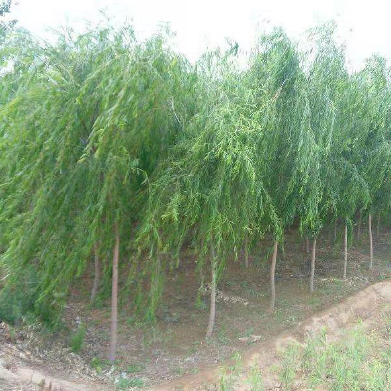 工程绿化河边垂柳小苗柳树耐寒垂杨垂柳皮苗树苗柳树苗青