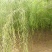 工程绿化河边垂柳小苗柳树耐寒垂杨垂柳皮苗树苗柳树苗青