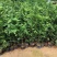 80万株南方红豆杉苗大量出售