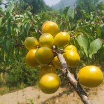 珍珠油杏上市