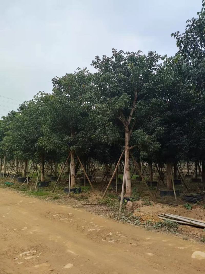 大量出售秋风18至22公分有须要的老板联系价格面淡