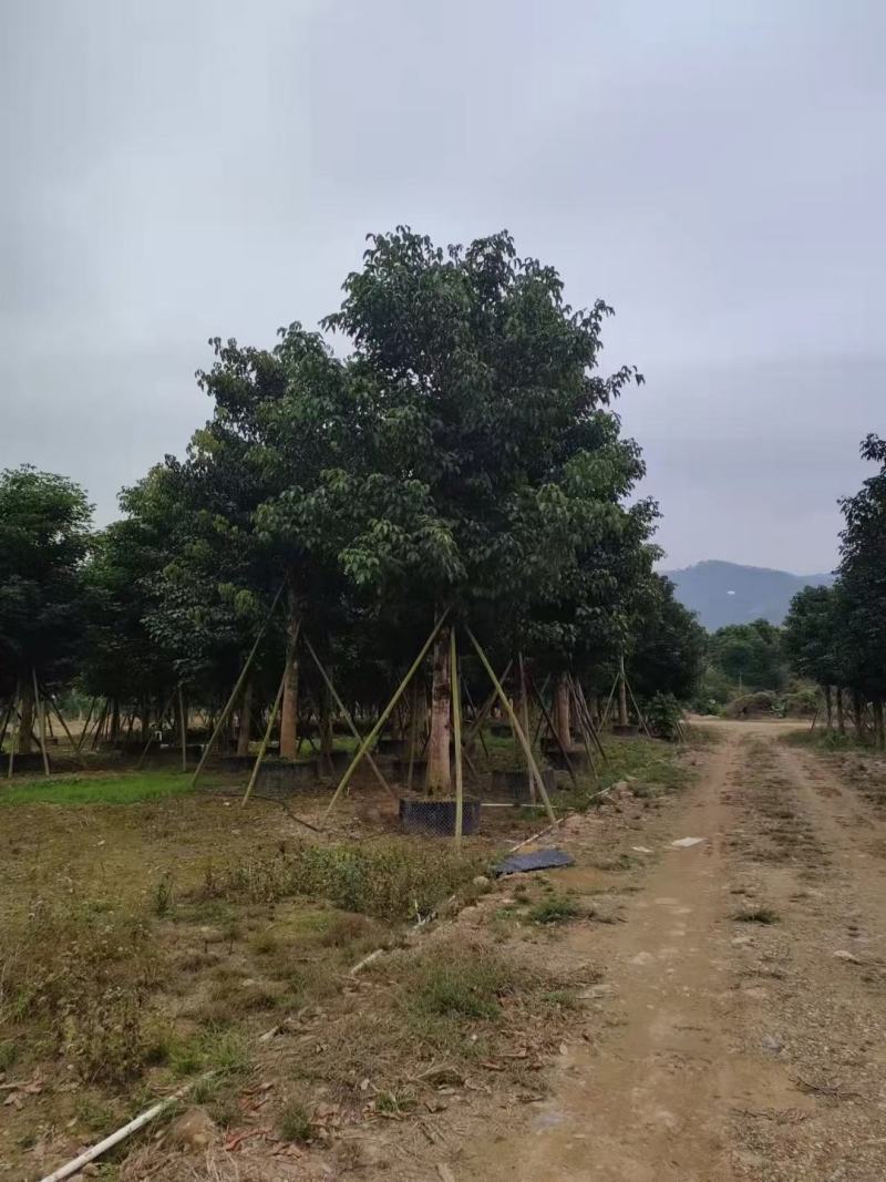大量出售秋风18至22公分有须要的老板联系价格面淡