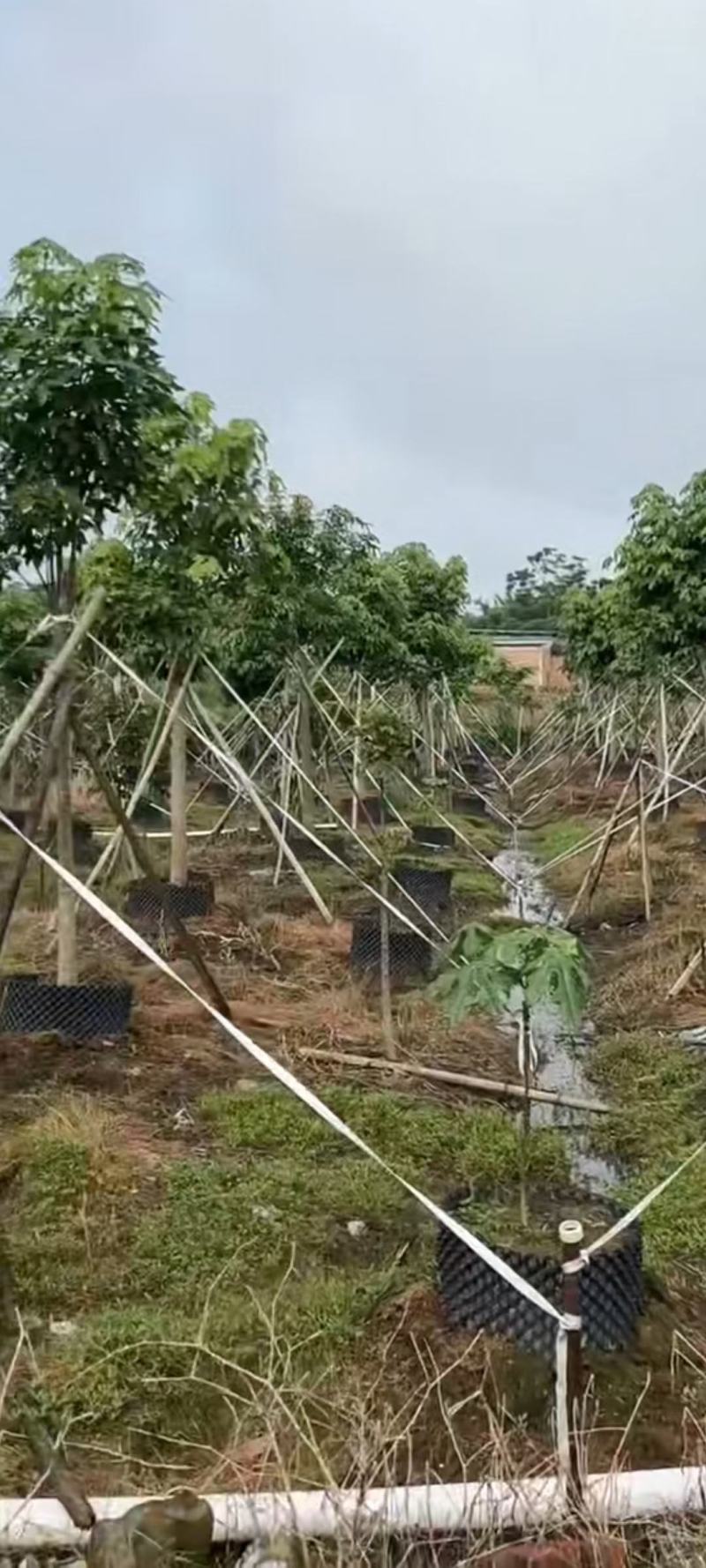 大量出售澳洲火焰木8至22公分价格面淡