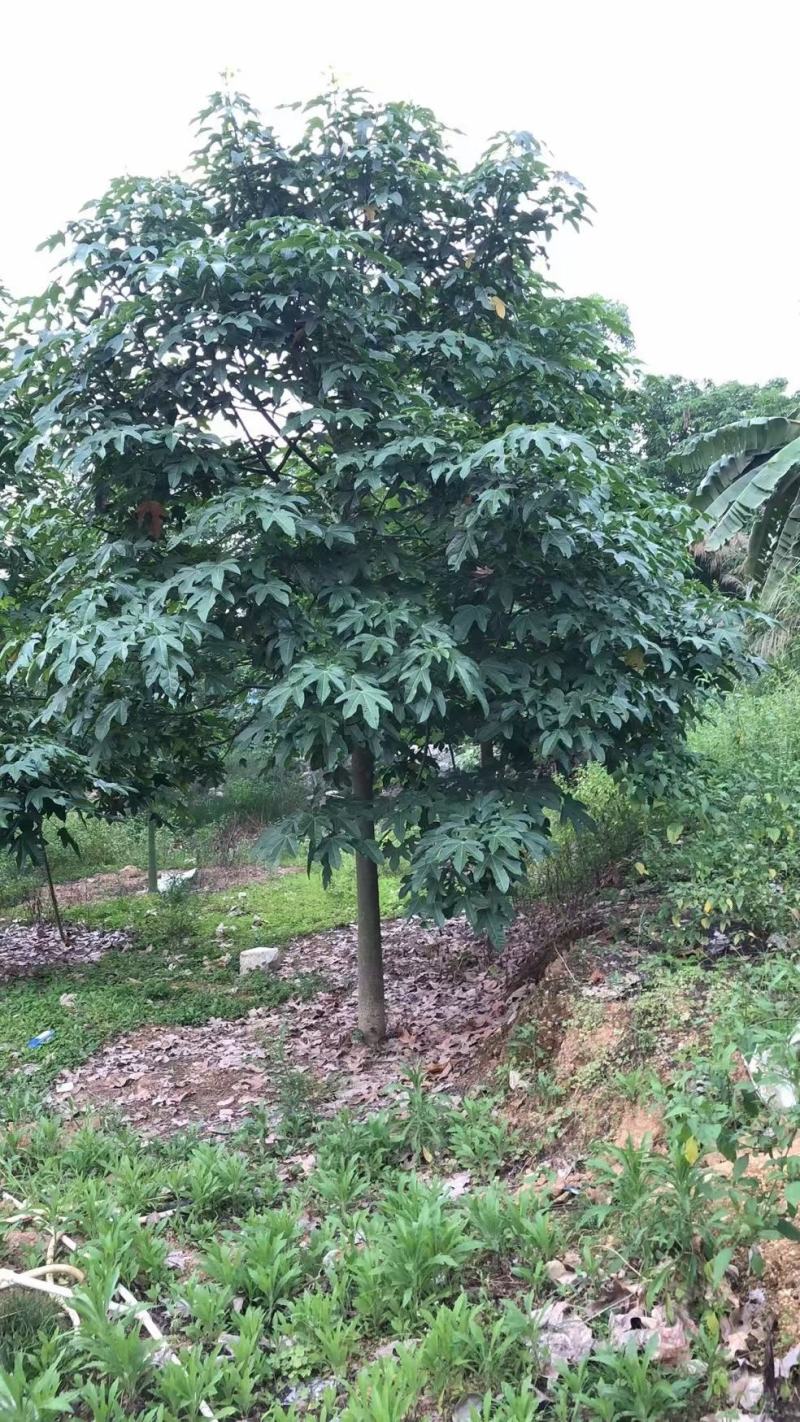 大量出售澳洲火焰木8至22公分价格面淡