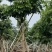 大量出售澳洲火焰木8至22公分价格面淡