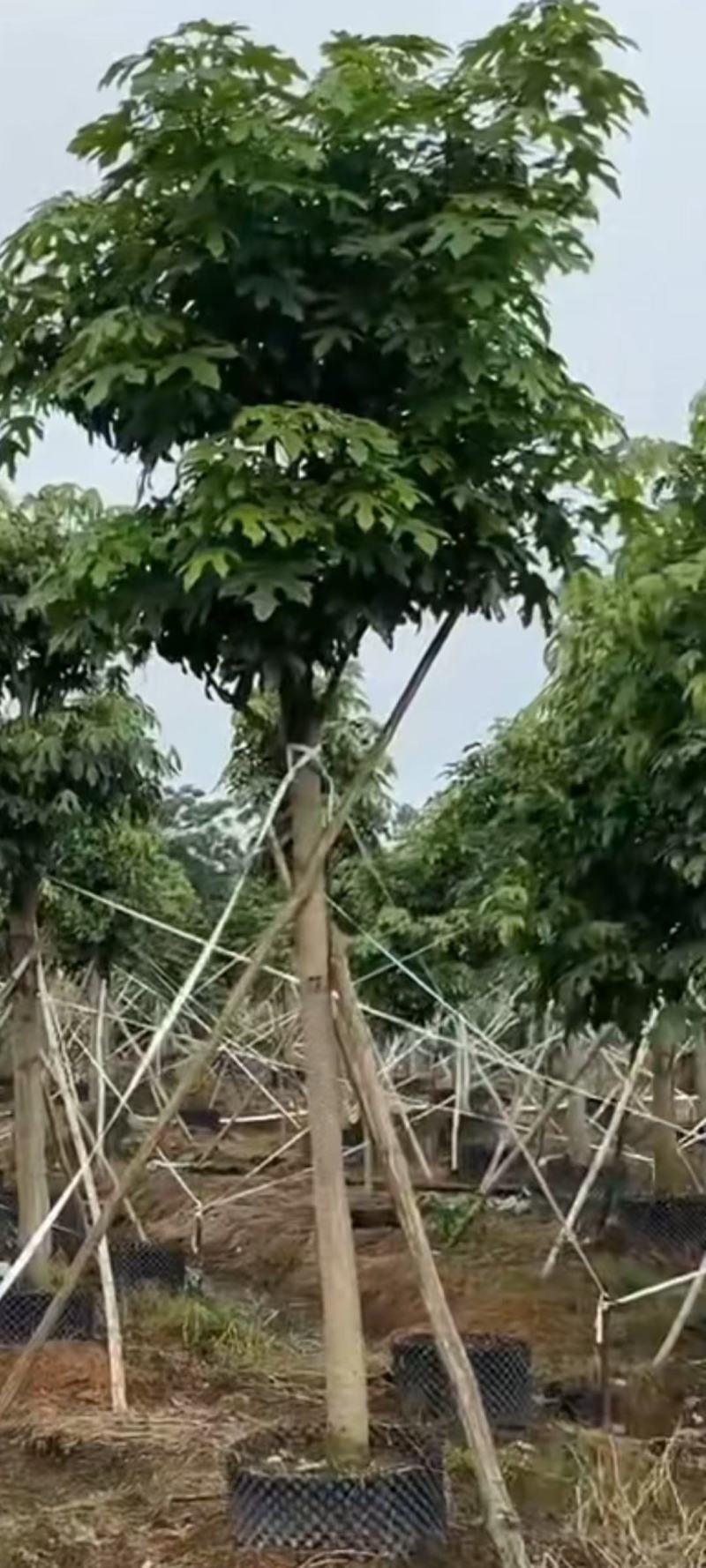 大量出售澳洲火焰木8至22公分价格面淡