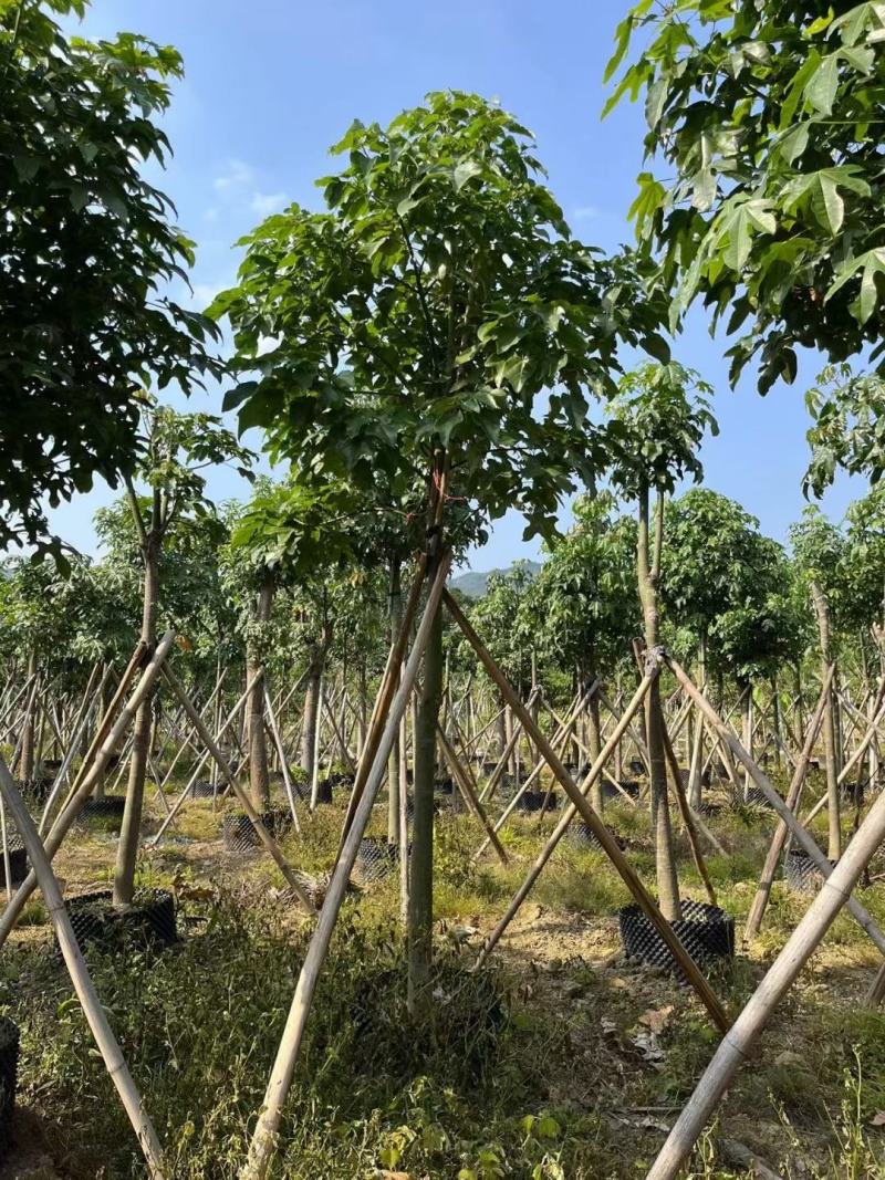 大量出售澳洲火焰木8至22公分价格面淡