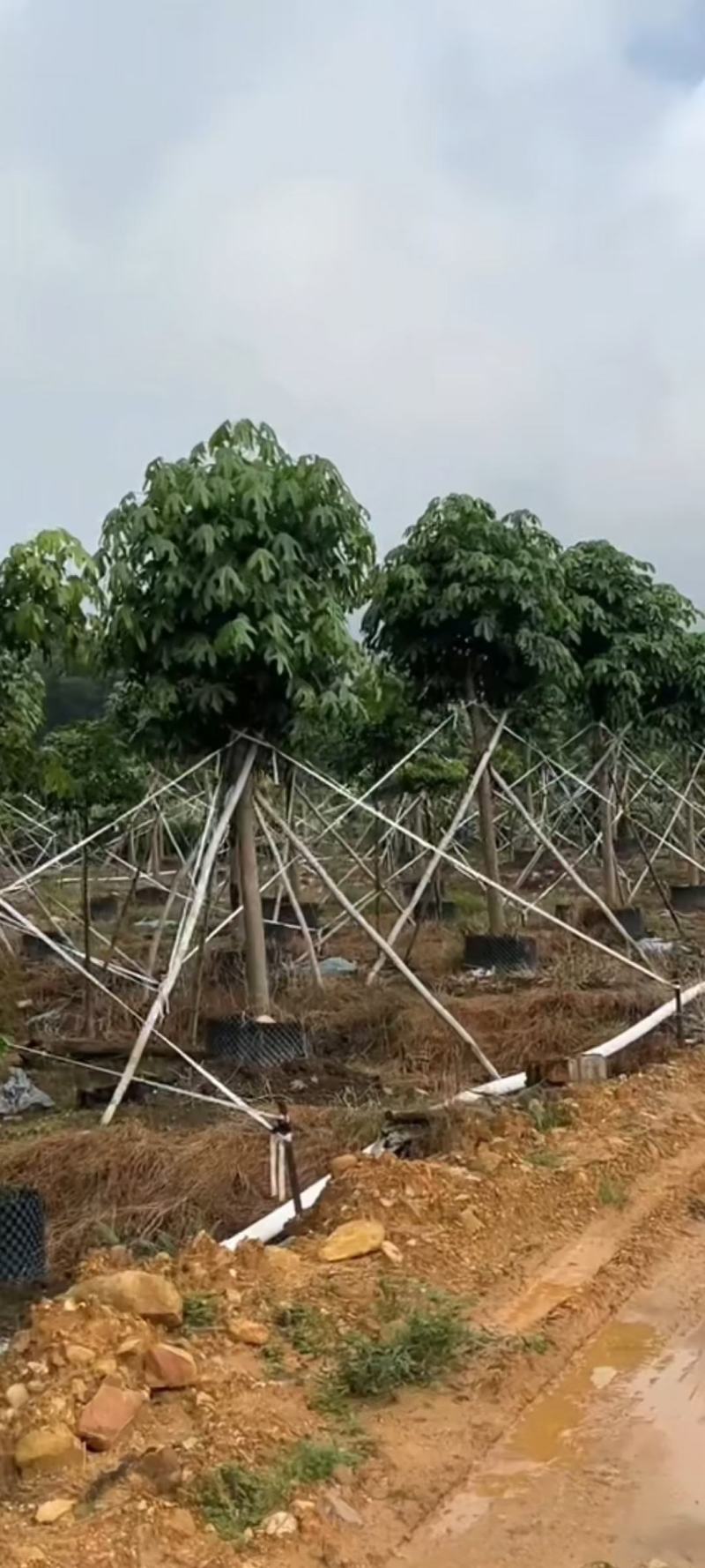 大量出售澳洲火焰木8至22公分价格面淡