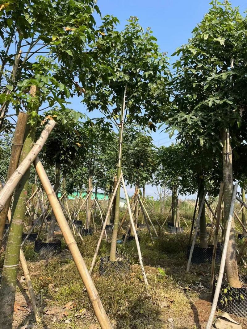 大量出售澳洲火焰木8至22公分价格面淡