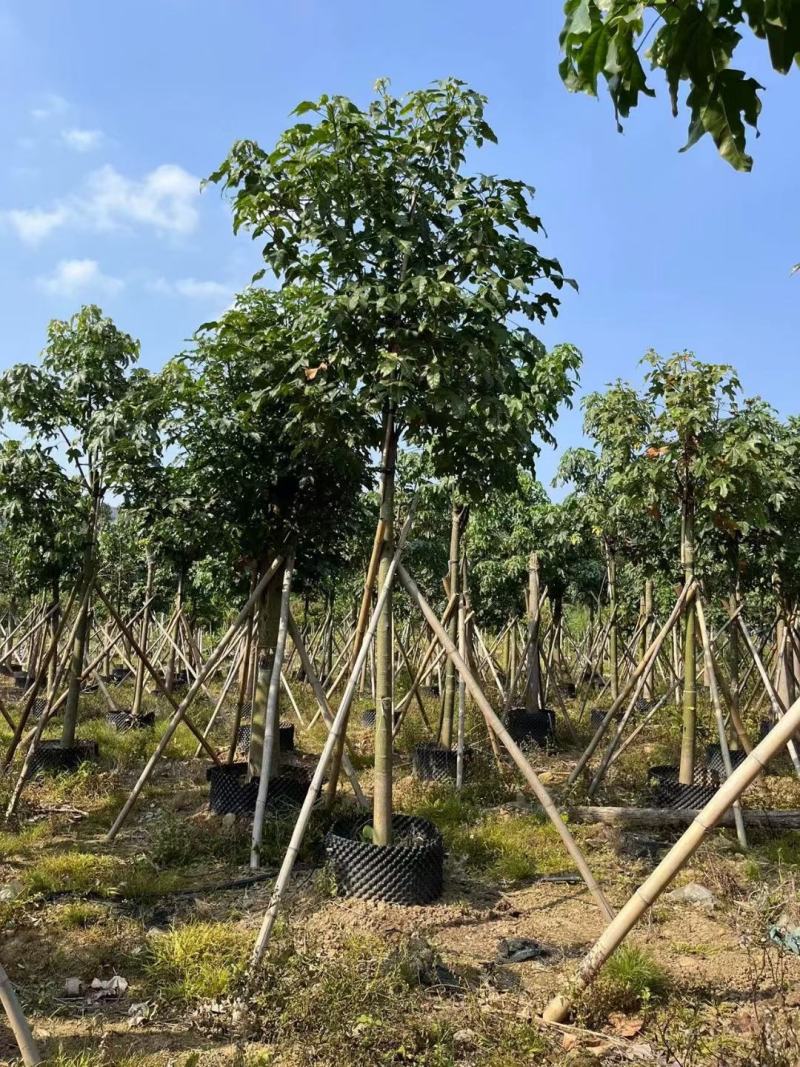大量出售澳洲火焰木8至22公分价格面淡