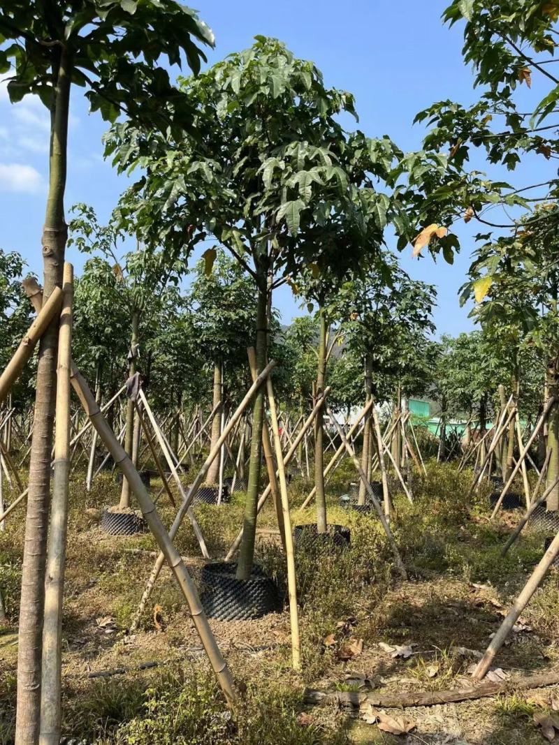 大量出售澳洲火焰木8至22公分价格面淡
