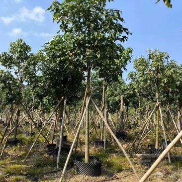 大量出售澳洲火焰木8至22公分价格面淡