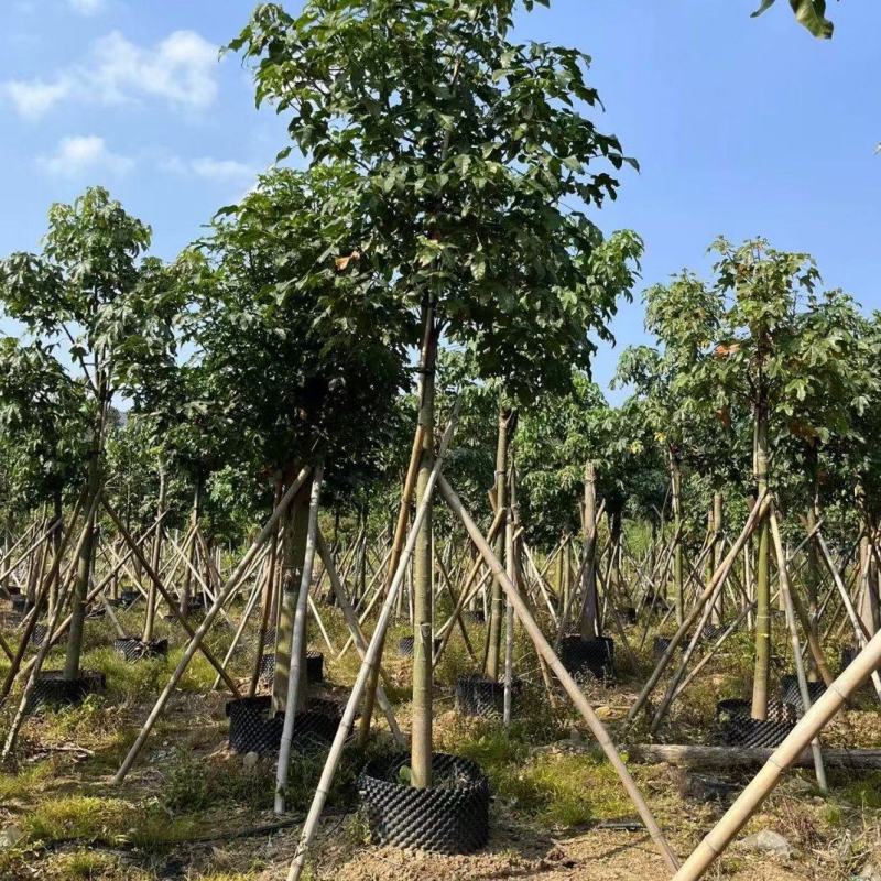 大量出售澳洲火焰木8至22公分价格面淡