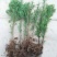 水杉树苗绿化树苗木风景树苗四季常青植物花苗室外庭院别墅室