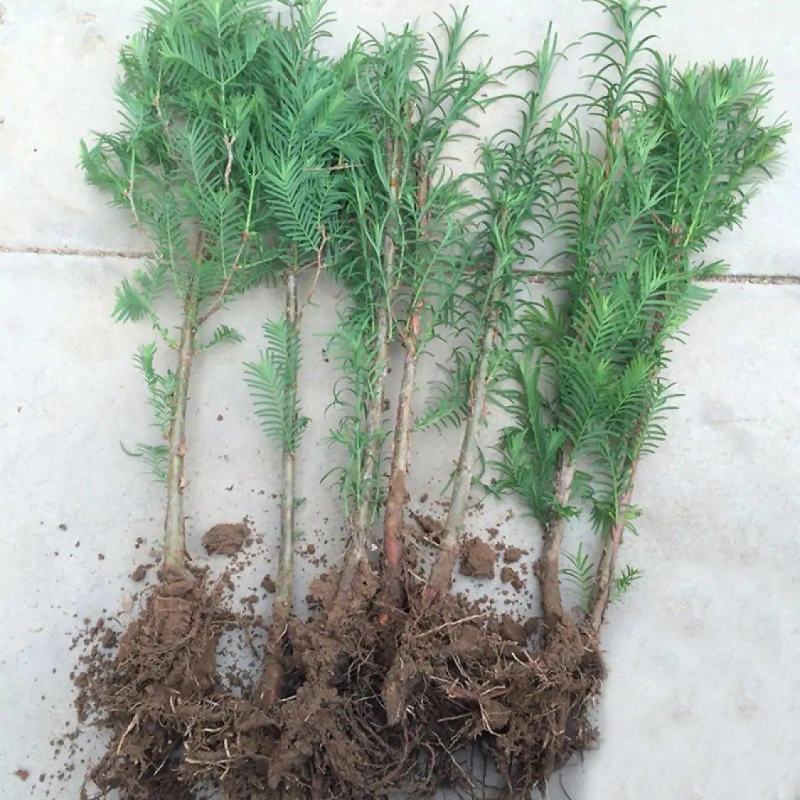 水杉树苗绿化树苗木风景树苗四季常青植物花苗室外庭院别墅室