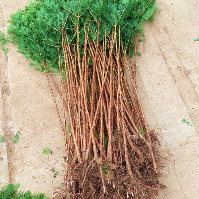 水杉树苗绿化树苗木风景树苗四季常青植物花苗室外庭院别墅室