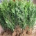 水杉树苗绿化树苗木风景树苗四季常青植物花苗室外庭院别墅室