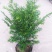 水杉树苗绿化树苗木风景树苗四季常青植物花苗室外庭院别墅室