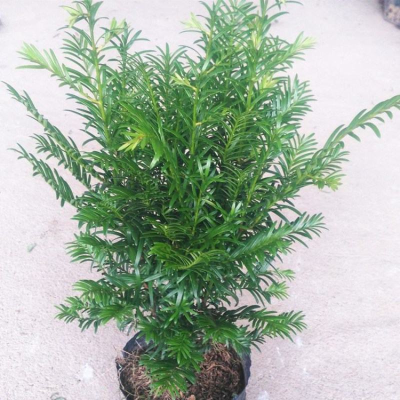 水杉树苗绿化树苗木风景树苗四季常青植物花苗室外庭院别墅室