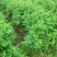 水杉树苗绿化树苗木风景树苗四季常青植物花苗室外庭院别墅室