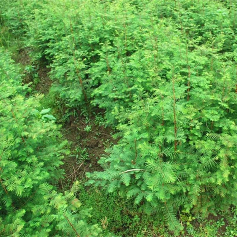 水杉树苗绿化树苗木风景树苗四季常青植物花苗室外庭院别墅室